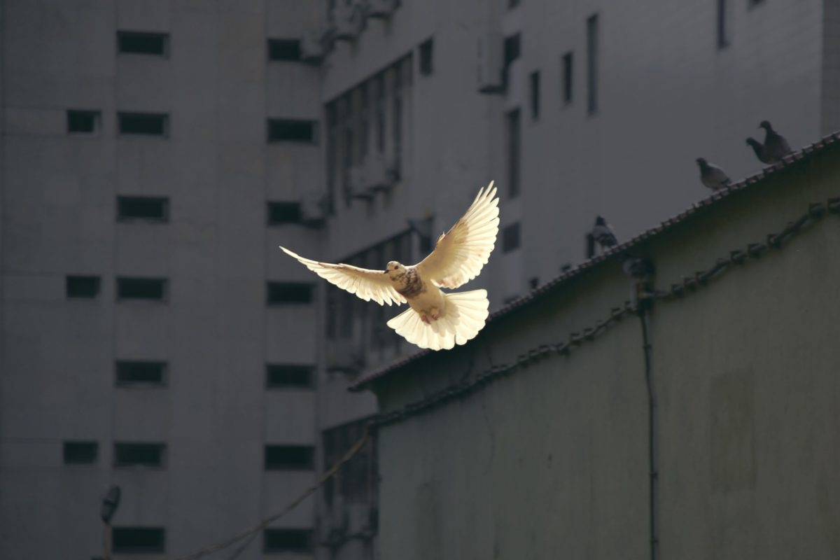 Peace on Earth | www.familywiseasia.com